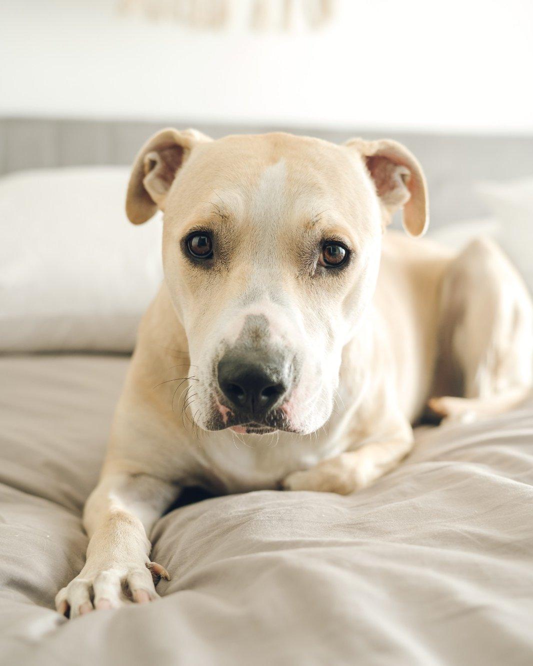 Dog resting within the DENBA Health field at home